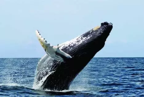 tour_ballenas_en_baja_california2